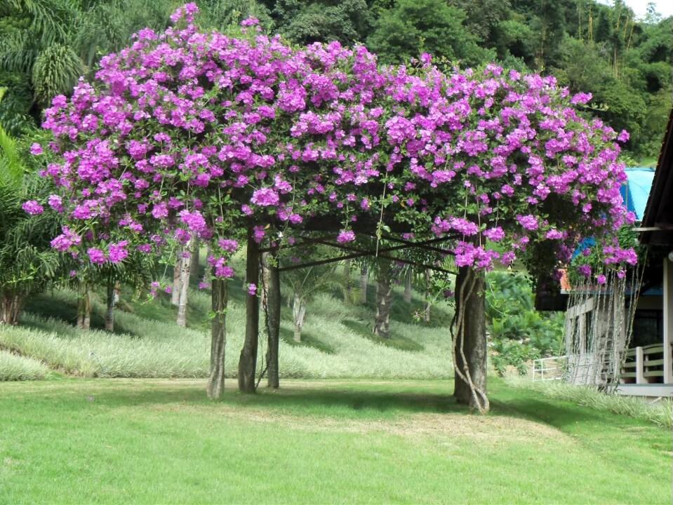 Hotel Tureck Garten Corupa